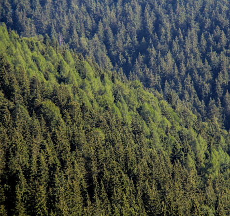 Wald