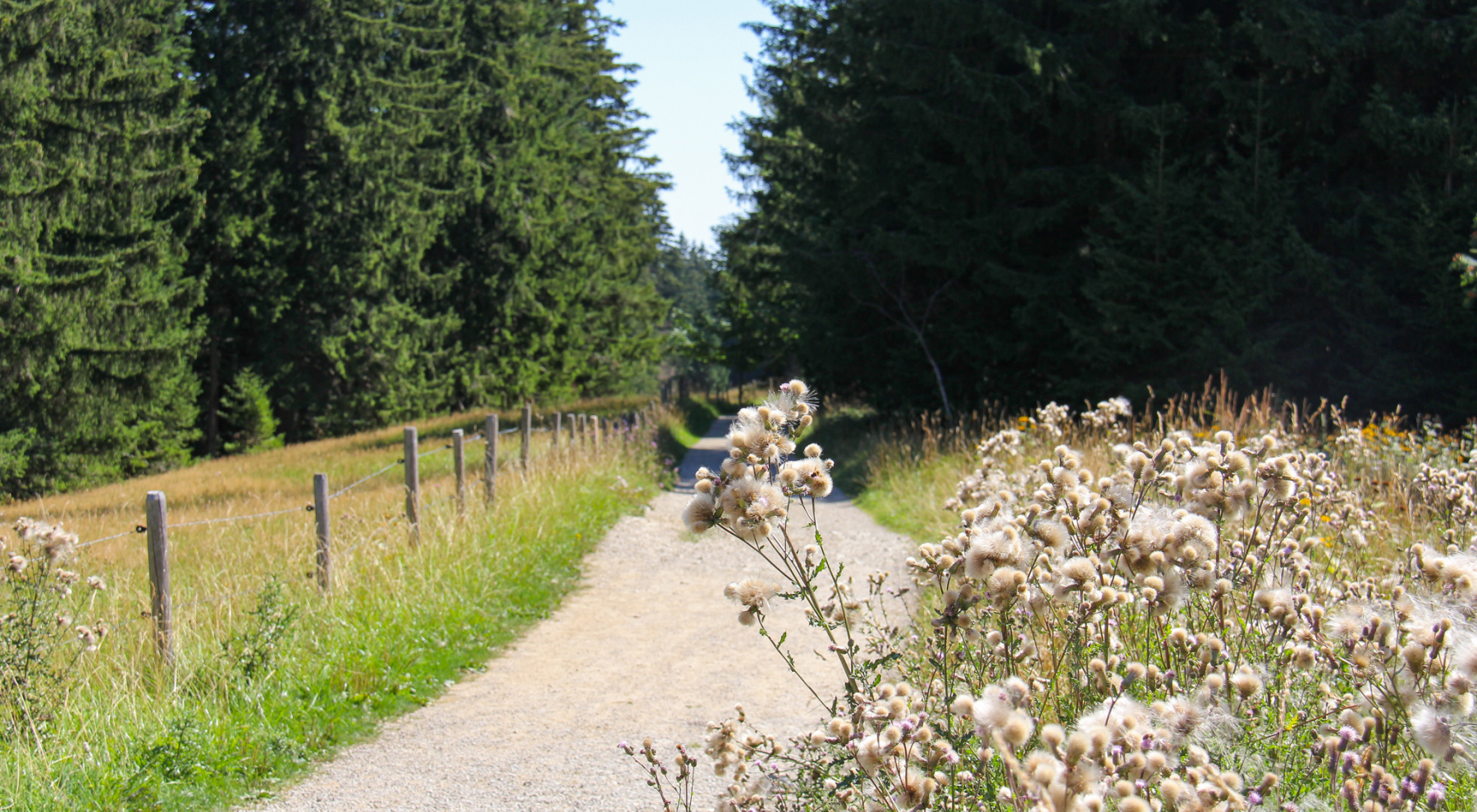 Wanderweg mit Blume